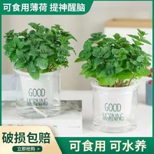 常青好养易活留兰香薄荷叶苗阳台驱蚊植物客厅 薄荷盆栽可食用四季