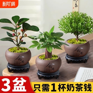 小叶赤楠盆栽菩提树盆景办公室内发财树文竹绿植物好养除甲醛绿萝