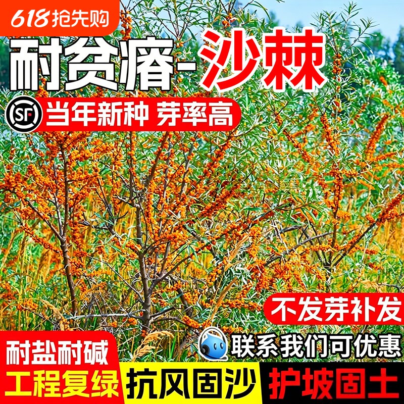 沙棘种子耐寒耐旱耐贫瘠抗风固沙工程复绿灌木草籽护坡固土草种籽