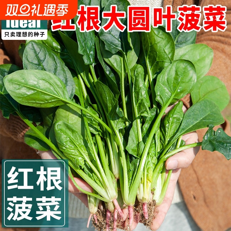 大叶菠菜种子四季蔬菜冬季籽种冬天耐寒菜种波菜孑菜籽子种植耐热