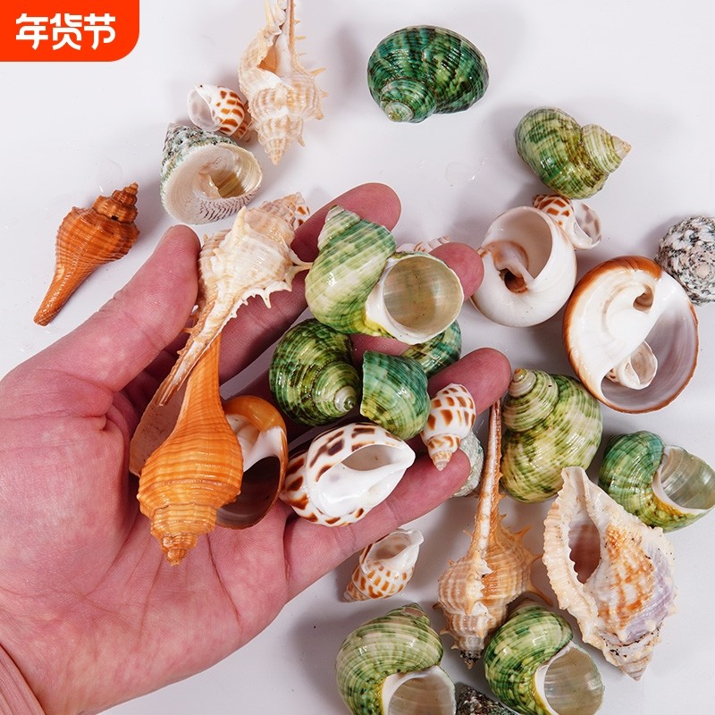 豆丁灰白草莓寄居蟹替换壳海螺壳房子天然鱼缸水族造景装饰整包