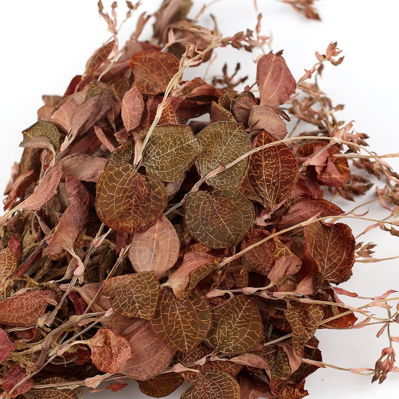 正宗福建金线莲整株36个月南靖林地种植特级开花金线莲50g干品