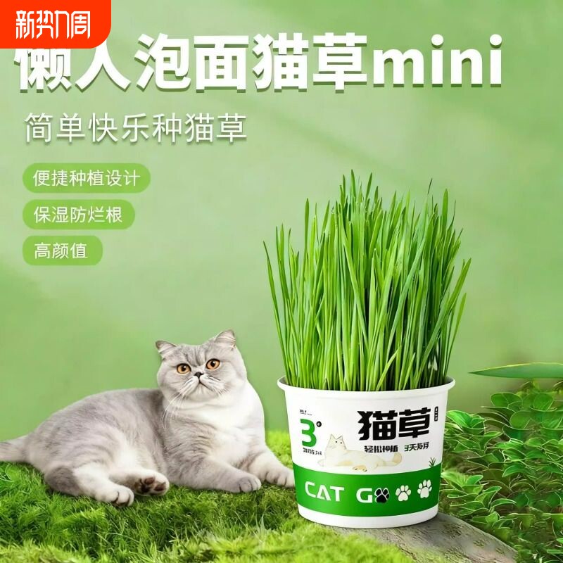 懒人泡面猫草盆栽猫草种子无土水培天然种植化毛磨牙洁齿猫咪零食