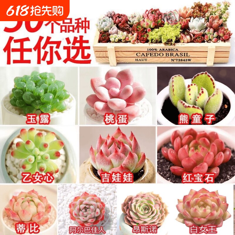 多肉 多肉植物套餐系列组合搭配花卉盆栽绿植 多肉新手入门