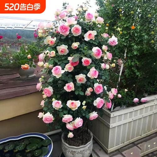 蔷薇花苗爬藤四季开花母系老桩植物耐寒浓香大花地栽盆栽花卉攀爬