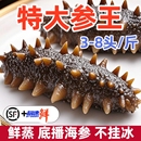 海參即食大連野生海生遼參刺參鮮活特價 非干貨水產冷凍滋補 裝