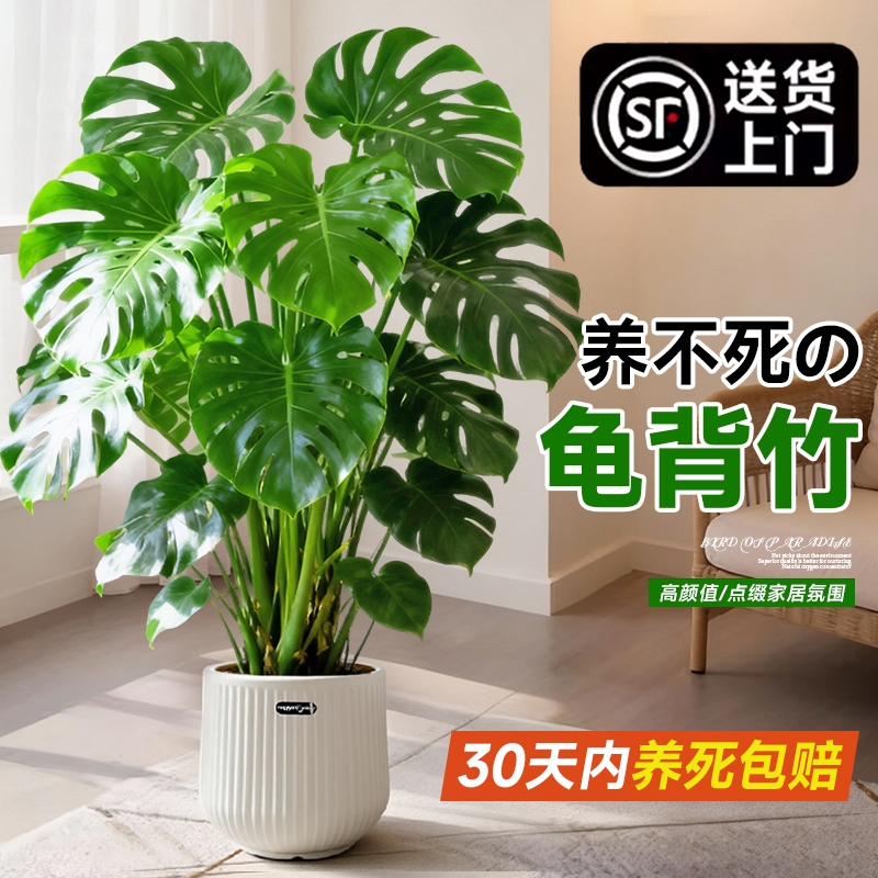 大叶老桩提根大盆栽客厅电视柜旁