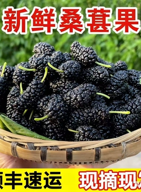 现摘现发新鲜桑葚鲜果孕妇小孩水果桑枣黑桑椹果顺丰包邮到家