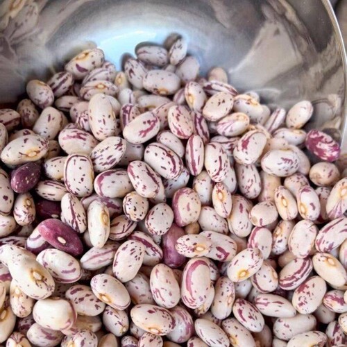 云南雀蛋豆子奶花芸豆熊猫豆圆粒