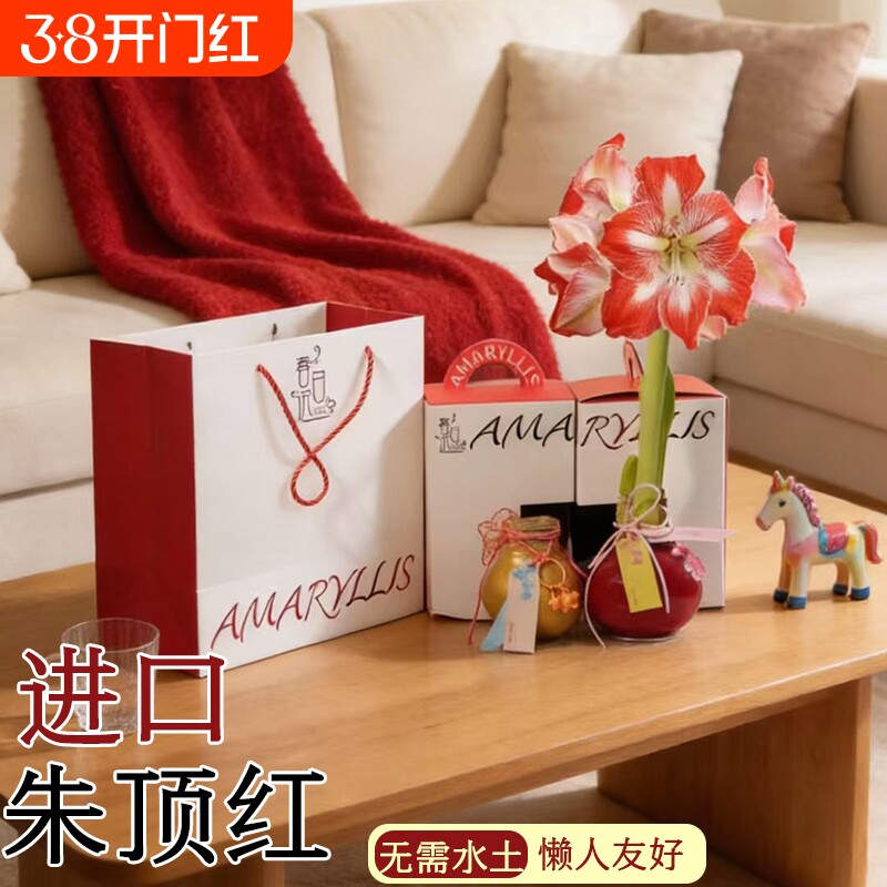 蜡封朱顶红进口花卉重瓣种球礼盒新年宵花盆栽绿植物注定花期开花