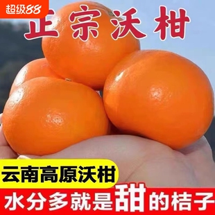 正宗云南沃柑高原晚熟新鲜超甜批发桔子橘子应季水果现摘鲜果采摘
