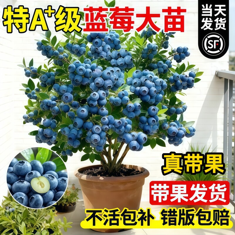 蓝莓树果苗蓝莓苗盆栽地栽带大果种植苗兔眼果树结果小苗薄雾北方