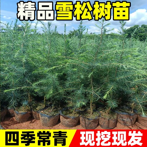 雪松树苗圣诞树苗四季常青宝塔松耐寒绿化松树苗雪松苗迎客松小苗