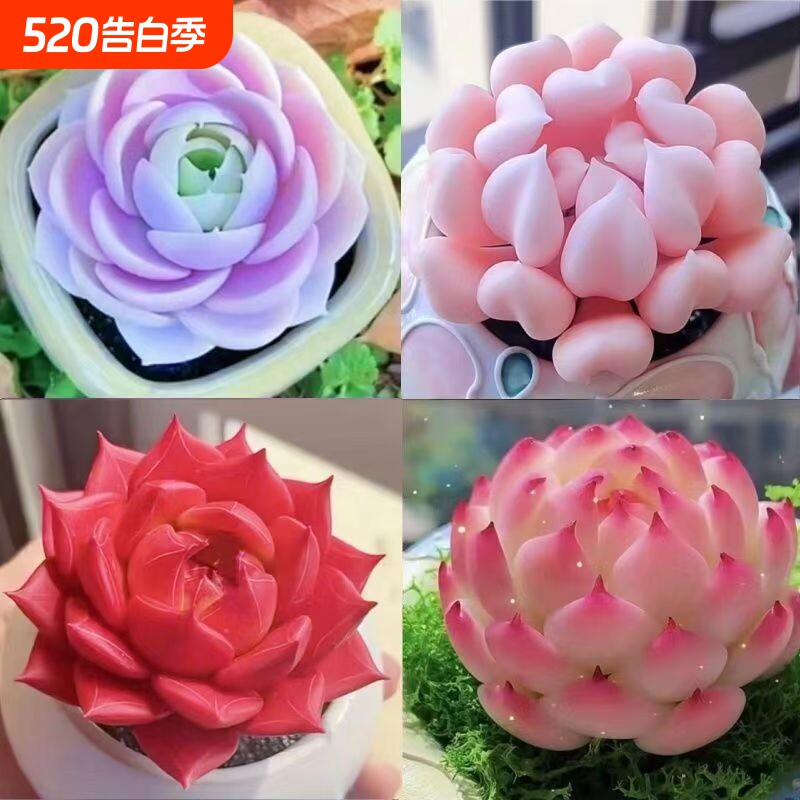 精品多肉植物盆栽组合蓝姬莲水蜜桃防辐射新手室内净化空气