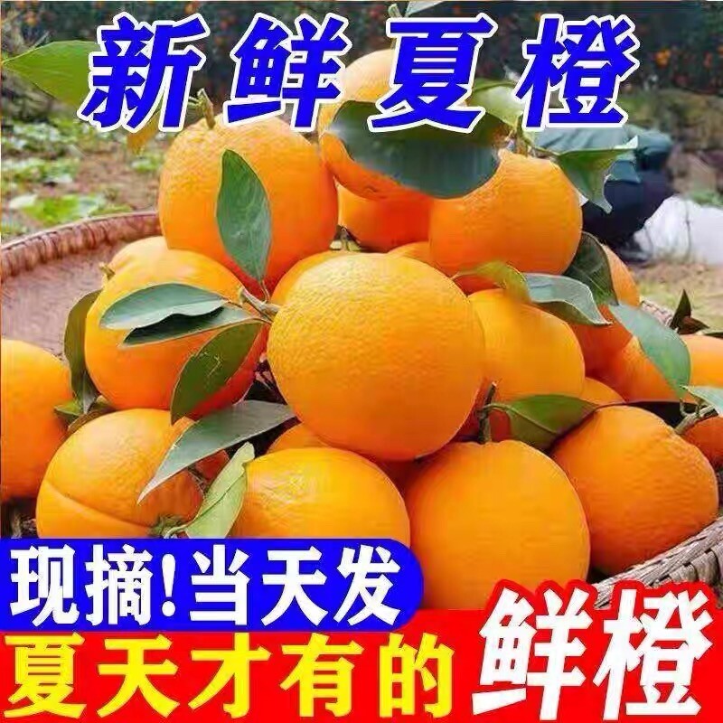 正宗江西脐橙夏橙新鲜橙子水果当季现摘手剥冰糖甜橙大果整箱包邮图片