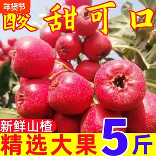 新鲜山楂果金星现摘现发当季水果纯农家鲜山楂开胃红果可做糖葫芦