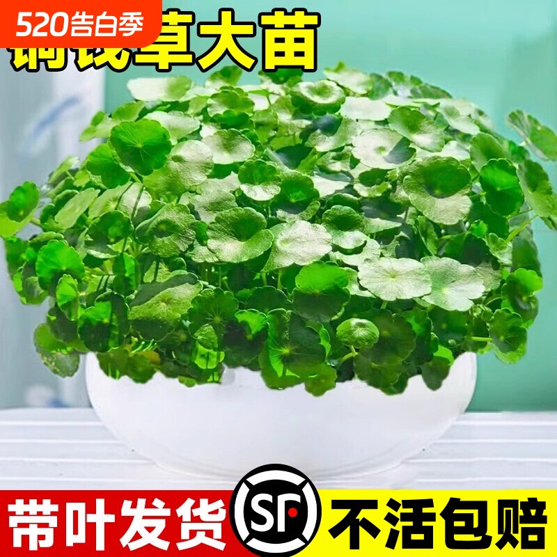 四季铜钱草水培盆栽好养绿植物客厅室内花卉水养金钱草籽造景大叶