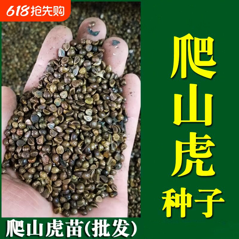 爬山虎种子爬藤植物四季青爬墙虎草籽庭院护坡三叶五叶树苗耐寒
