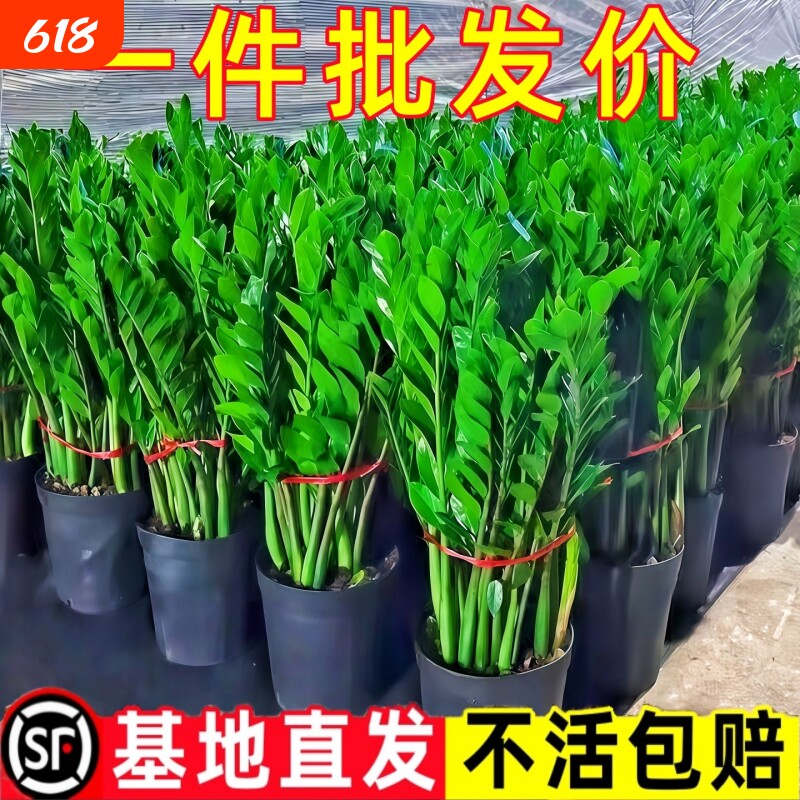 金钱树盆栽室内客厅绿植大摇钱串子发财树办公室开业送礼招财盆景