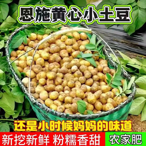 【恩施发货】正宗恩施黄心小土豆当季新鲜小土豆高山洋芋马铃薯
