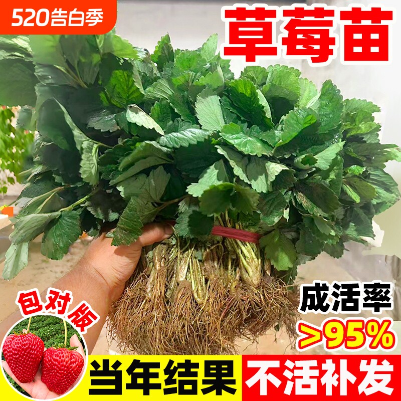 草莓苗秧红颜奶油穴盘苗种植新苗草莓盆栽四季阳台室内结果新鲜