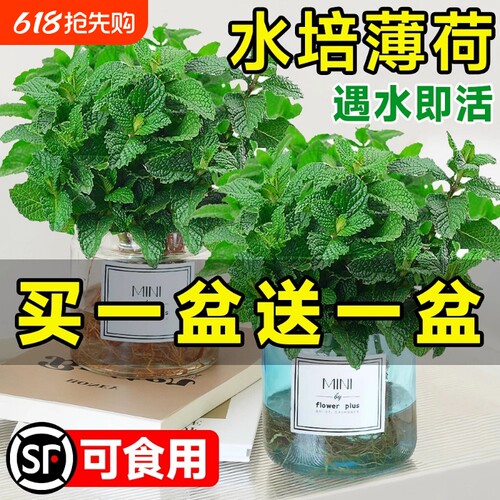 薄荷盆栽水培植物驱蚊可食用