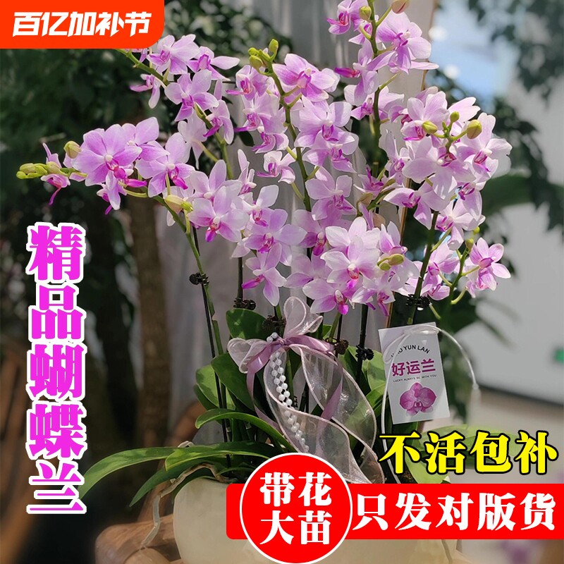 精品带花苞蝴蝶兰花苗七夕送礼高档年宵花卉鲜花室内好养绿植盆栽
