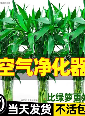 带根富贵竹水培植物绿植室内盆栽客厅招财粗杆水养节节高竹子花瓶
