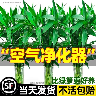 带根富贵竹水培植物绿植室内盆栽客厅招财粗杆水养节节高竹子花瓶