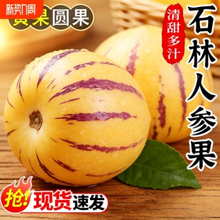 人参果新鲜水果云南石林黄心圆果树上熟七彩人叁果整箱 回购 包邮