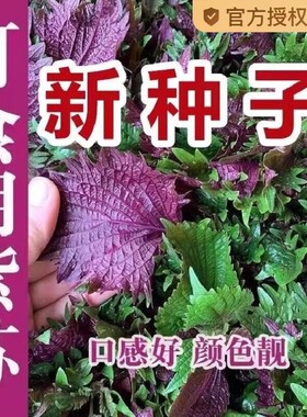 紫苏子四季盆栽种|超1000次加购