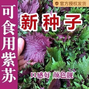 紫苏子紫苏种子紫苏叶盆栽种植苗四季籽种苏子叶茼蒿荠菜食用大叶