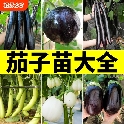 茄子苗种子大全春夏播种早熟蔬菜种籽大田高产茄子紫茄良种菜籽孑