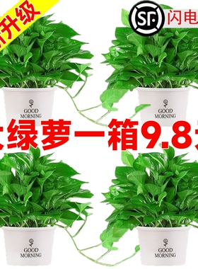 绿萝盆栽净化空气大叶绿萝室内花卉植物水培绿萝长藤绿萝批发