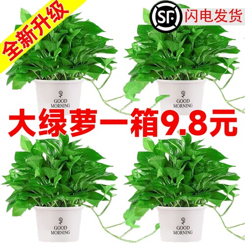 绿萝室内吸甲醛净化空气大叶绿萝