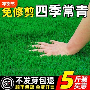 草坪草籽四季常青护坡固土狗牙根矮生地毯草皮庭院绿化黑麦草种子