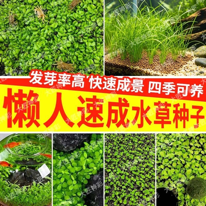 水草种子鱼缸专用水草泥生态玻璃瓶水培植物桌面鱼缸造景对叶种籽