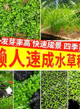 水草种子鱼缸专用水草泥生态水培植物桌面造景对叶种籽碗莲大叶