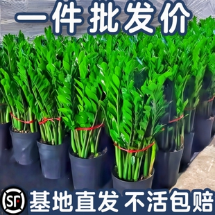 金钱树盆栽室内客厅绿植大摇钱发财树办公室开业招财盆景阳台乔迁