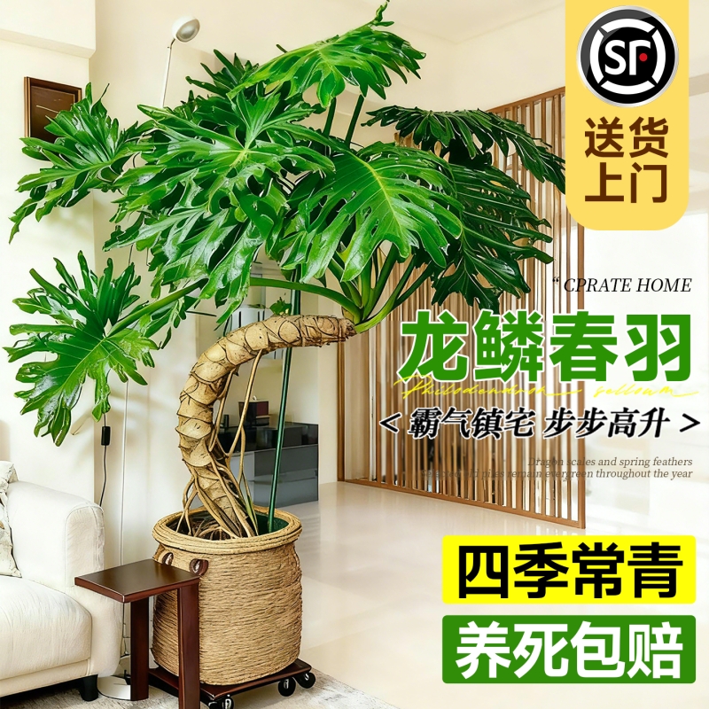 龙鳞春羽老桩室内大型盆栽