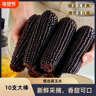 东北黑糯玉米新鲜真空包装软糯香甜美味可口粘苞米粗粮代餐大棒
