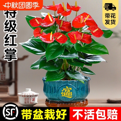 大盆特级红掌盆栽花卉中式盆景