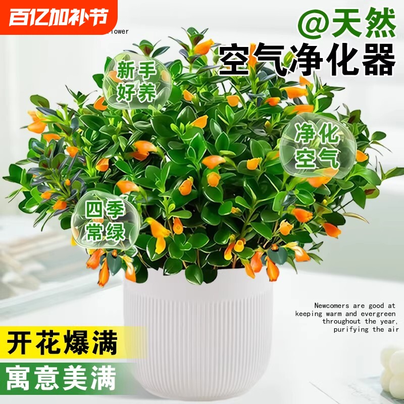金鱼吊兰盆栽带盆绿植新手易养净化空气四季开花丛生室内植物