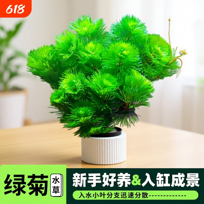 绿菊水草植物活净水真草鱼缸水草造景阴性草缸新手中后景懒人套餐