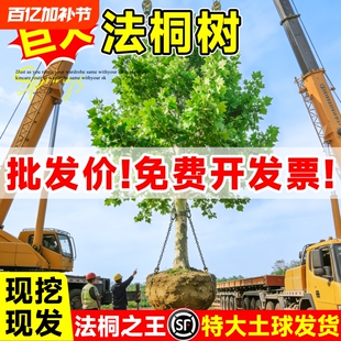 法桐树苗青桐苗法国法桐青皮梧桐泡桐树苗悬铃木高杆行道绿化树木