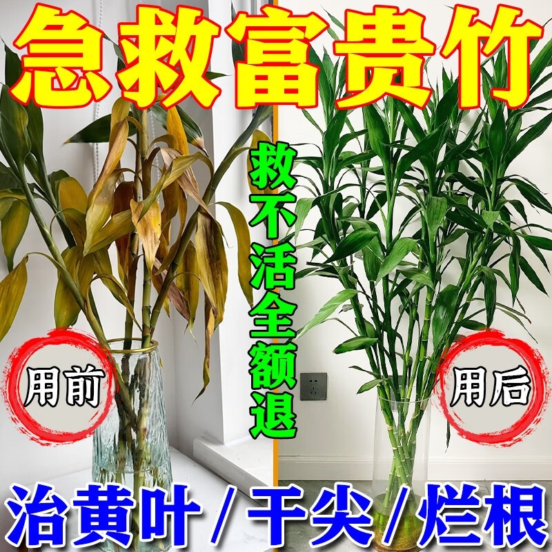 富贵竹专用营养液急救叶子发黄转运竹水培植物竹子防烂根黄叶肥料