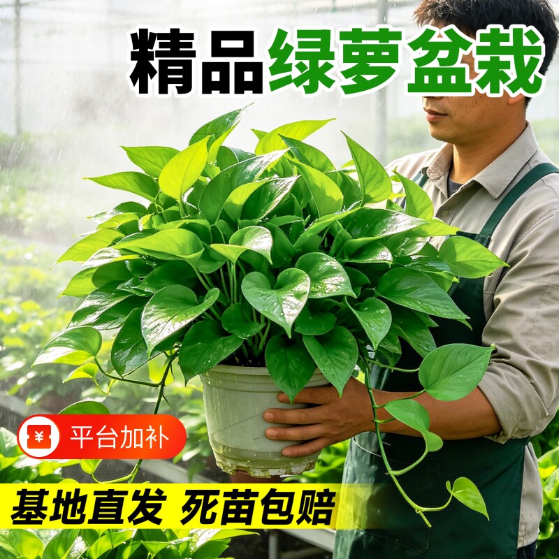 绿萝盆栽水培植物客厅办公室内好养桌面净化空气四季常青绿植大盆