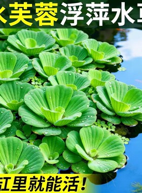 水芙蓉水浮莲浮萍水草植物水生种子养龟养鱼养殖用品鱼缸造景龟缸