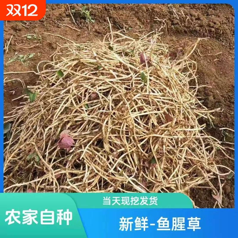 带泥2斤现挖新鲜鱼腥草嫩根湖北