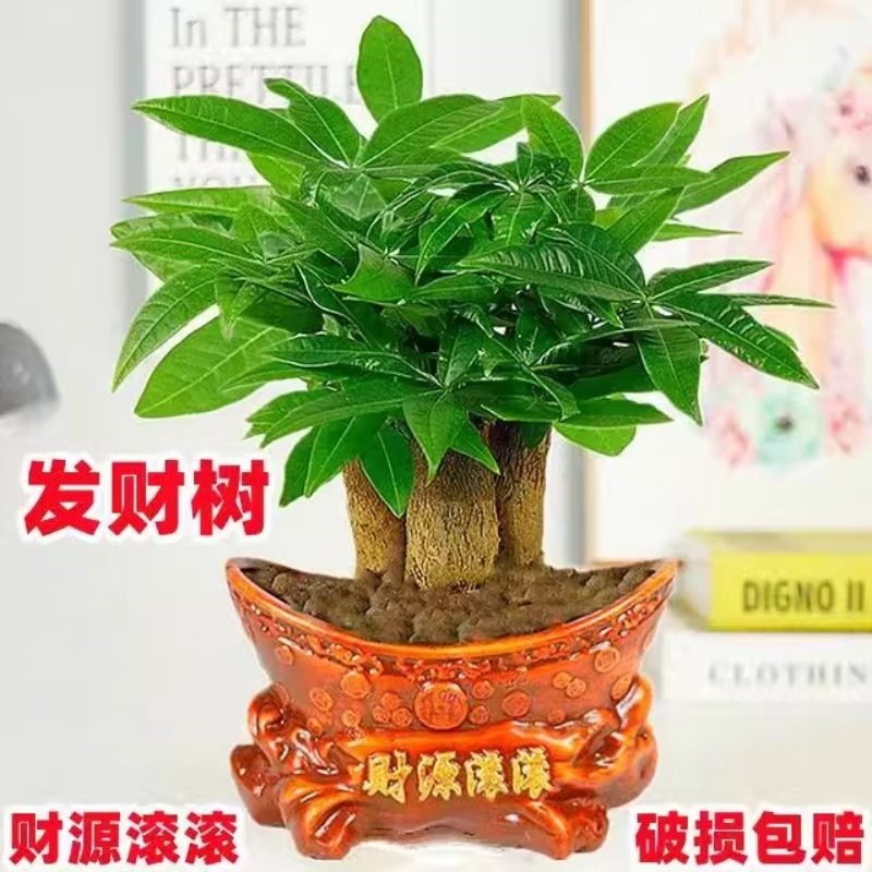 室内小盆栽绿植花卉水培植物绿萝文竹四季好养活办公室桌面